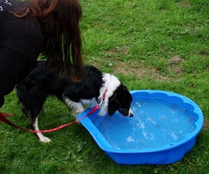 Joschi bei unserer Hunderallye am 01. Mai 2009 